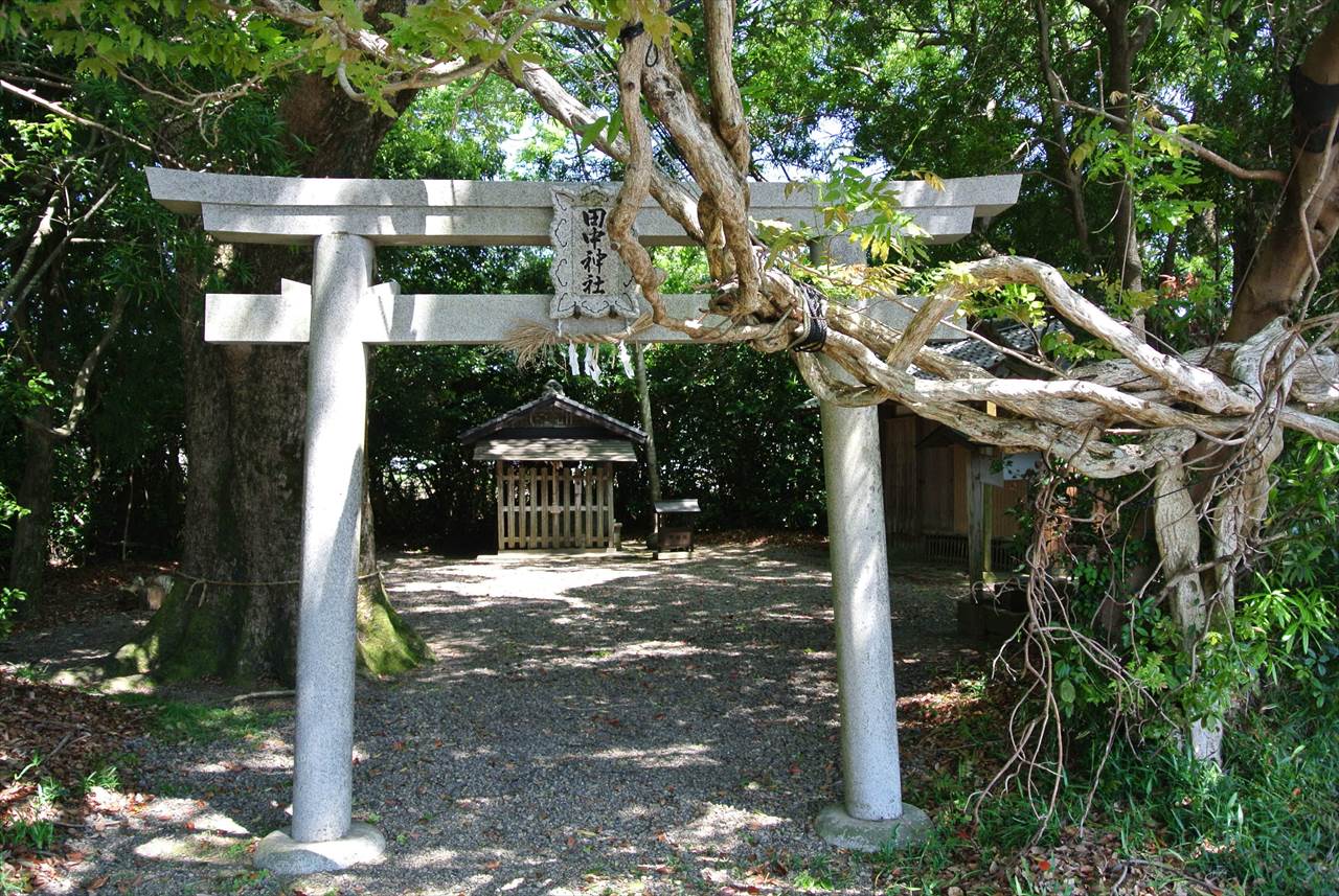 田中神社のオカフジ