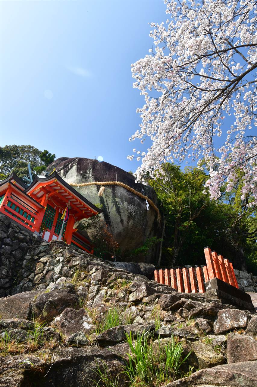 神倉神社の桜