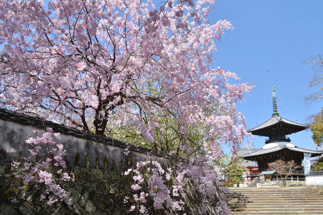 高山寺の桜